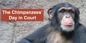 The Chimpanzees' Day in Court.001 (1)